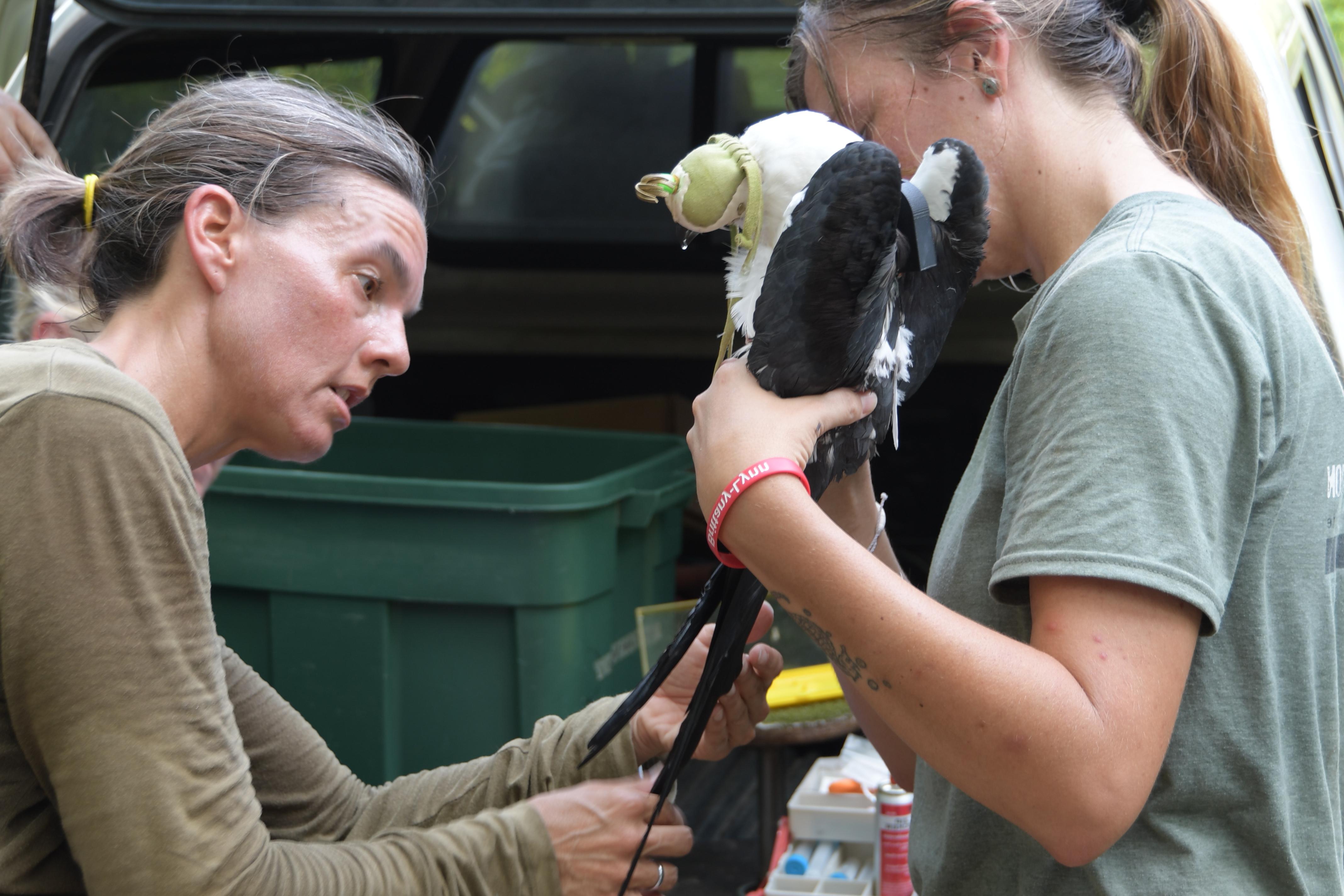 American Bird Conservancy tracks Swallow-Tailed Kites